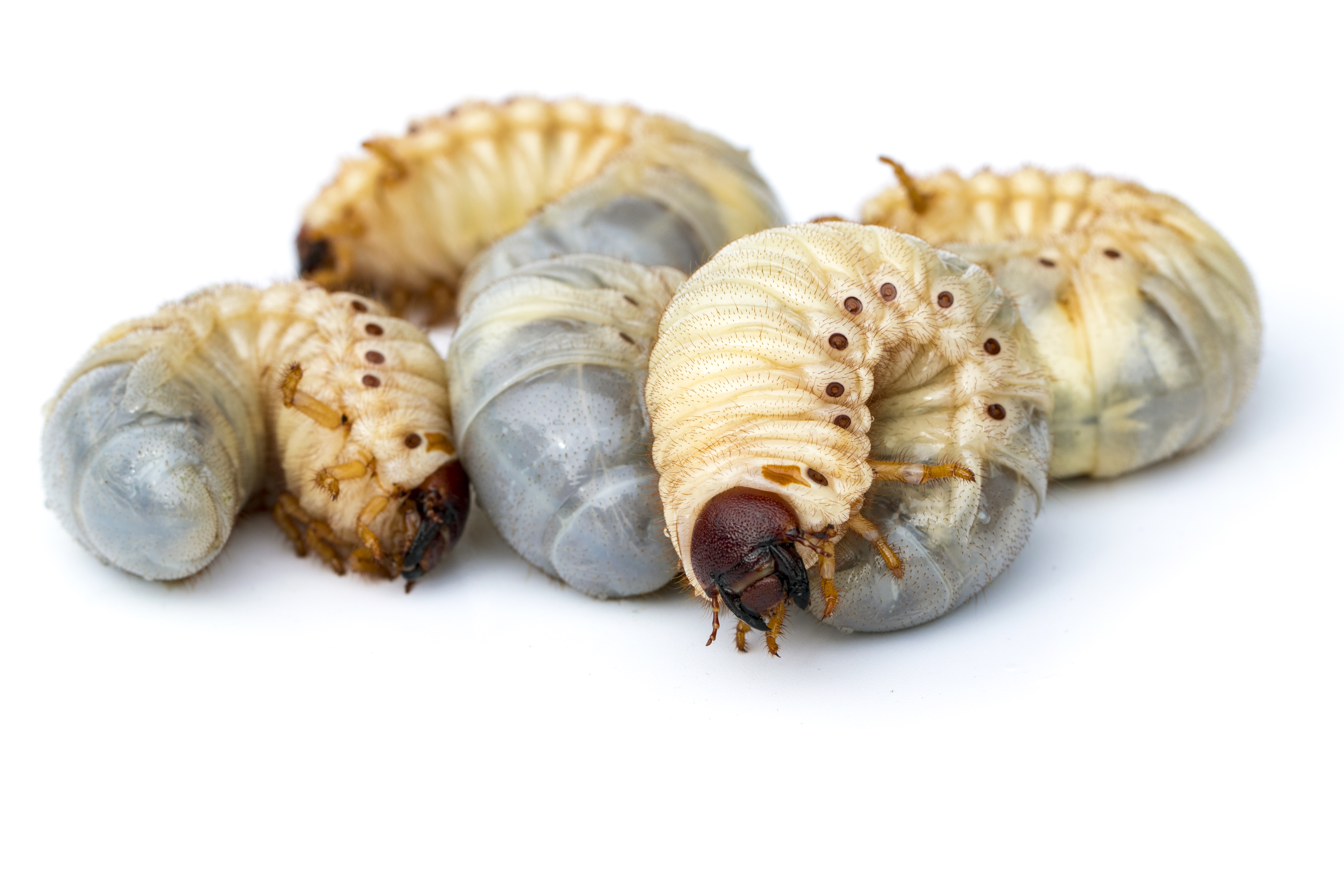 Dead Grass? You May Have Grubs