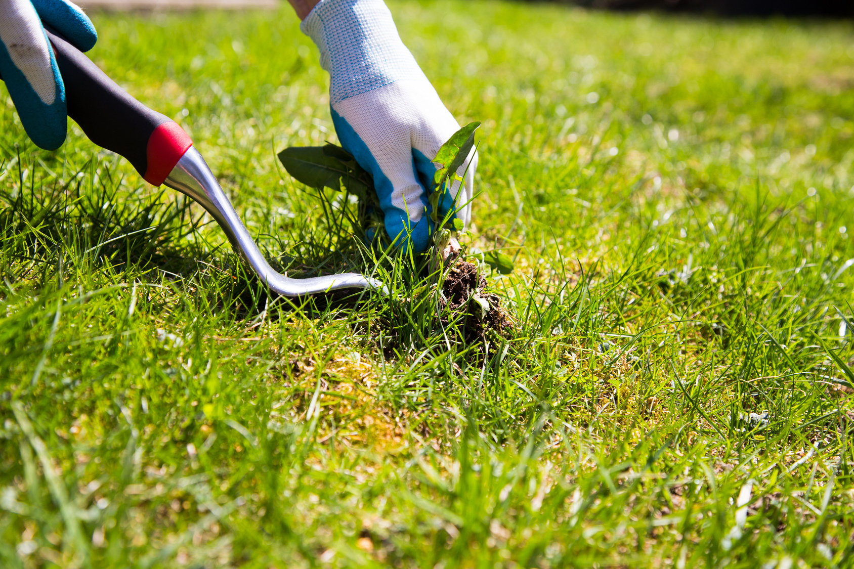 Late Summer Lawn Projects to Consider