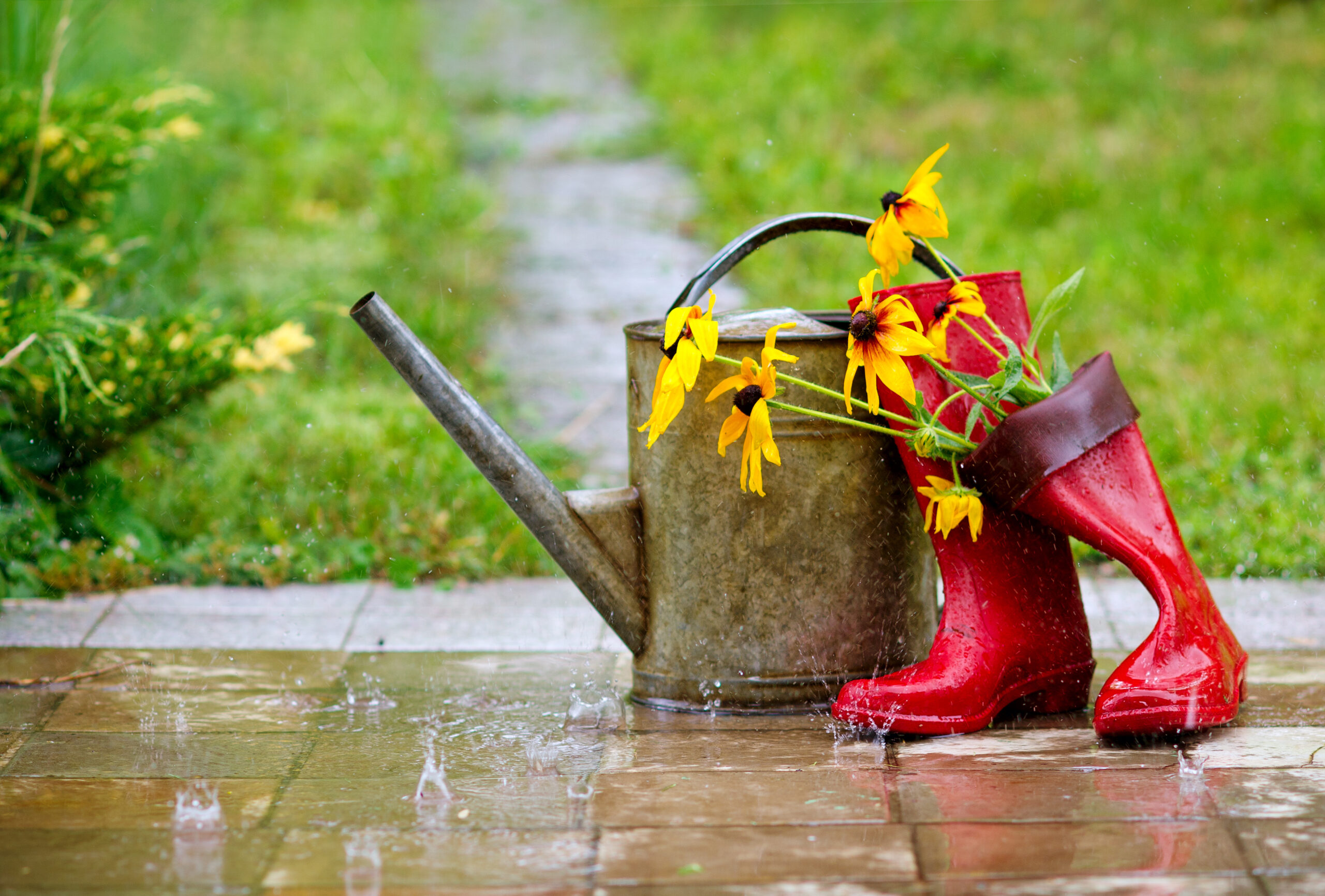 How to Care for Your Plants in Too Much Rain